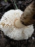  ( - HAY-F-002573)  @11 [ ] c (2023) Rudy Diaz Fungal Diversity Survey