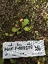 (Conocybe sp. CA04 - HAY-F-002575)  @11 [ ] c (2023) Rudy Diaz Fungal Diversity Survey