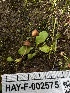 ( - HAY-F-002575)  @11 [ ] c (2023) Rudy Diaz Fungal Diversity Survey