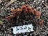  ( - HAY-F-002587)  @11 [ ] c (2023) Rudy Diaz Fungal Diversity Survey