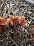  ( - HAY-F-002587)  @11 [ ] c (2023) Rudy Diaz Fungal Diversity Survey