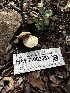  (Inocybe sp. geophylla-PNW06 - HAY-F-002581)  @11 [ ] c (2023) Rudy Diaz Fungal Diversity Survey