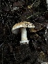  ( - HAY-F-002580)  @11 [ ] c (2023) Rudy Diaz Fungal Diversity Survey