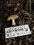  ( - HAY-F-002580)  @11 [ ] c (2023) Rudy Diaz Fungal Diversity Survey