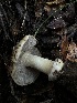  ( - HAY-F-002580)  @11 [ ] c (2023) Rudy Diaz Fungal Diversity Survey