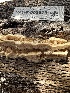  ( - HAY-F-002579)  @11 [ ] c (2023) Rudy Diaz Fungal Diversity Survey