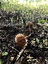  ( - HAY-F-002576)  @11 [ ] c (2023) Rudy Diaz Fungal Diversity Survey