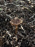  ( - HAY-F-002576)  @11 [ ] c (2023) Rudy Diaz Fungal Diversity Survey