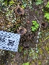  (Geopora sp. CA02 - HAY-F-002055)  @11 [ ] by-nc (2023) Stu Pickell Fungal Diversity Survey