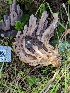  ( - HAY-F-002056)  @11 [ ] by-nc (2023) Stu Pickell Fungal Diversity Survey