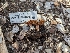  ( - HAY-F-002070)  @11 [ ] by-nc (2023) Stu Pickell Fungal Diversity Survey