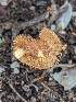  ( - HAY-F-002070)  @11 [ ] by-nc (2023) Stu Pickell Fungal Diversity Survey