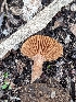  ( - HAY-F-002070)  @11 [ ] by-nc (2023) Stu Pickell Fungal Diversity Survey