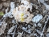  (Cazia - HAY-F-002079)  @11 [ ] by-nc (2023) Stu Pickell Fungal Diversity Survey