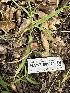  ( - HAY-F-001174)  @11 [ ] by-nc (2023) Aaron Tupac Fungal Diversity Survey