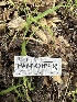  ( - HAY-F-001174)  @11 [ ] by-nc (2023) Aaron Tupac Fungal Diversity Survey