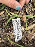  ( - HAY-F-001174)  @11 [ ] by-nc (2023) Aaron Tupac Fungal Diversity Survey