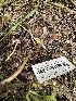  ( - HAY-F-001180)  @11 [ ] by-nc (2023) Aaron Tupac Fungal Diversity Survey