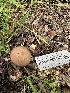  ( - HAY-F-001180)  @11 [ ] by-nc (2023) Aaron Tupac Fungal Diversity Survey