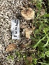  ( - HAY-F-001179)  @11 [ ] by-nc (2023) Aaron Tupac Fungal Diversity Survey