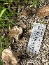  ( - HAY-F-001179)  @11 [ ] by-nc (2023) Aaron Tupac Fungal Diversity Survey