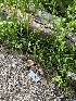  ( - HAY-F-001179)  @11 [ ] by-nc (2023) Aaron Tupac Fungal Diversity Survey