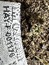  ( - HAY-F-001176)  @11 [ ] by-nc (2023) Aaron Tupac Fungal Diversity Survey