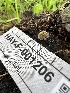 (Simocybe sp. haustellaris-CA03 - HAY-F-001206)  @11 [ ] by-nc (2023) Aaron Tupac Fungal Diversity Survey