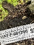  ( - HAY-F-001206)  @11 [ ] by-nc (2023) Aaron Tupac Fungal Diversity Survey