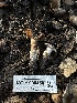  (Cortinarius sp. CA03 - HAY-F-000450)  @11 [ ] c (2023) Rudy Diaz Fungal Diversity Survey