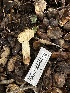  ( - HAY-F-000464)  @11 [ ] c (2023) Rudy Diaz Fungal Diversity Survey
