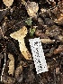  ( - HAY-F-000464)  @11 [ ] c (2023) Rudy Diaz Fungal Diversity Survey