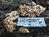  ( - HAY-F-000458)  @11 [ ] c (2023) Rudy Diaz Fungal Diversity Survey