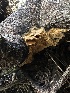  ( - HAY-F-000458)  @11 [ ] c (2023) Rudy Diaz Fungal Diversity Survey