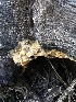  ( - HAY-F-000458)  @11 [ ] c (2023) Rudy Diaz Fungal Diversity Survey