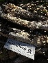  (Steccherinum sp. CA03 - HAY-F-000459)  @11 [ ] c (2023) Rudy Diaz Fungal Diversity Survey