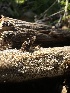  ( - HAY-F-000459)  @11 [ ] c (2023) Rudy Diaz Fungal Diversity Survey