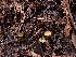  ( - HAY-F-001921)  @11 [ ] by-nc (2023) Sadie Hickey Fungal Diversity Survey