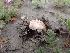  (Agaricus sp. CA01 - HAY-F-001791)  @11 [ ] by-nc (2023) Sadie Hickey Fungal Diversity Survey