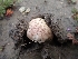  ( - HAY-F-001791)  @11 [ ] by-nc (2023) Sadie Hickey Fungal Diversity Survey
