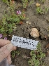  ( - HAY-F-001791)  @11 [ ] by-nc (2023) Sadie Hickey Fungal Diversity Survey