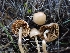  (Conocybe sp. CA01 - HAY-F-001812)  @11 [ ] by-nc (2023) Sadie Hickey Fungal Diversity Survey