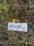  ( - HAY-F-001812)  @11 [ ] by-nc (2023) Sadie Hickey Fungal Diversity Survey