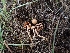  ( - HAY-F-001812)  @11 [ ] by-nc (2023) Sadie Hickey Fungal Diversity Survey