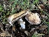  ( - HAY-F-002582)  @11 [ ] c (2023) Rudy Diaz Fungal Diversity Survey