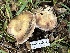  ( - HAY-F-002582)  @11 [ ] c (2023) Rudy Diaz Fungal Diversity Survey