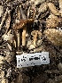  (Inocybe sp. demetris-CA01 - HAY-F-002584)  @11 [ ] c (2023) Rudy Diaz Fungal Diversity Survey