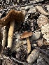  ( - HAY-F-002584)  @11 [ ] c (2023) Rudy Diaz Fungal Diversity Survey