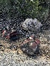  ( - HAY-F-000990)  @11 [ ] by-nc (2023) Christian Schwarz Fungal Diversity Survey