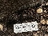  ( - HAY-F-002585)  @11 [ ] c (2023) Rudy Diaz Fungal Diversity Survey